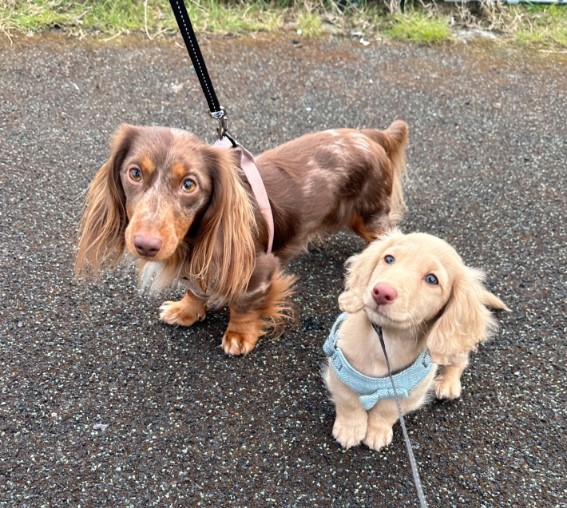 two cute dogs