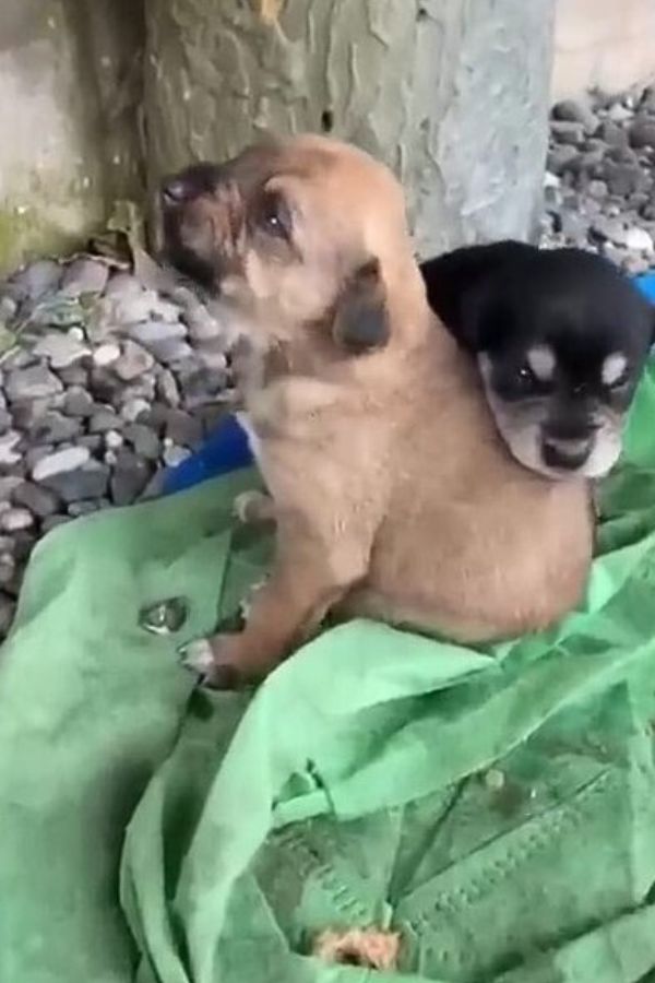 two cute puppies