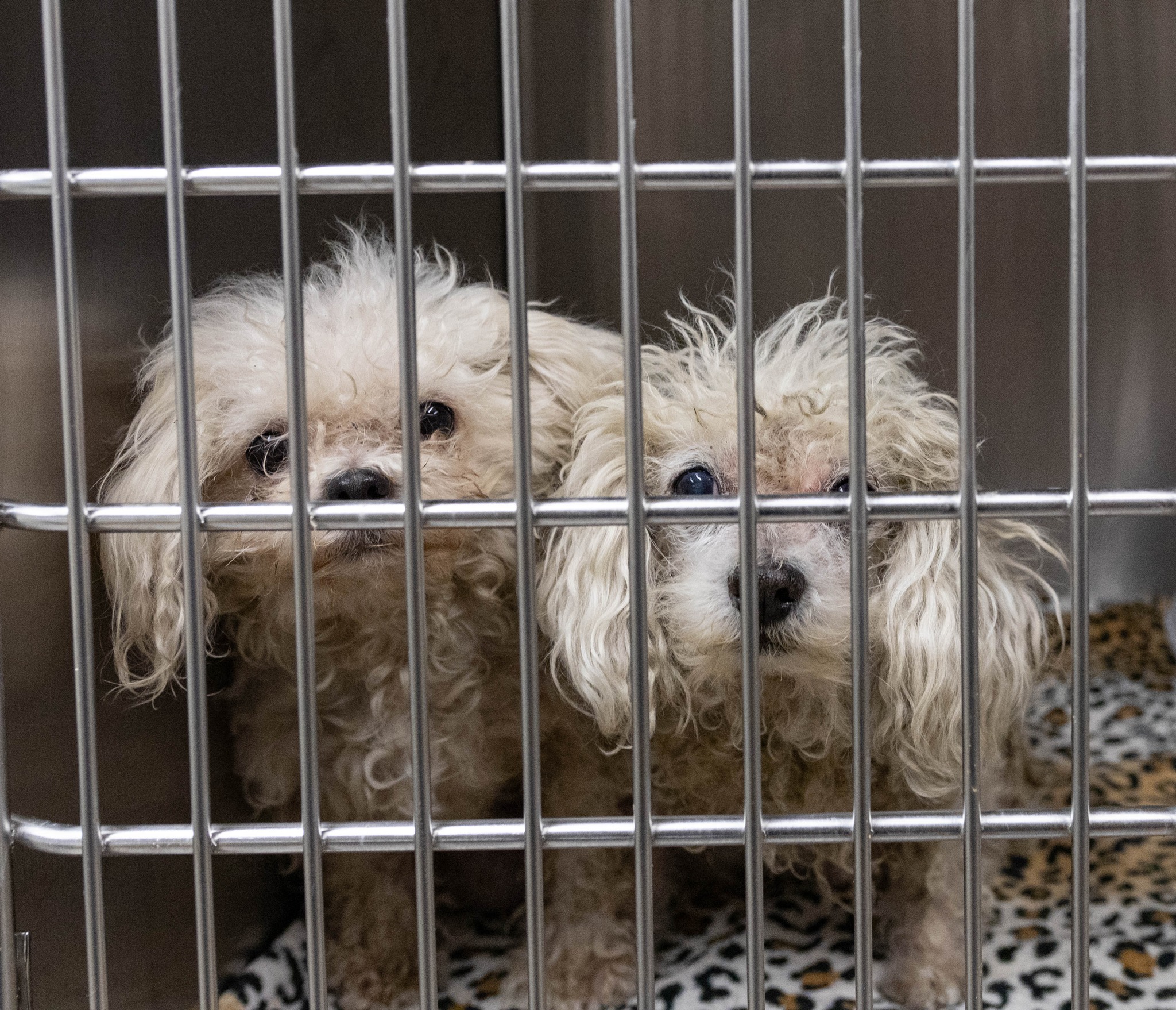 two cute white dogs in a cage