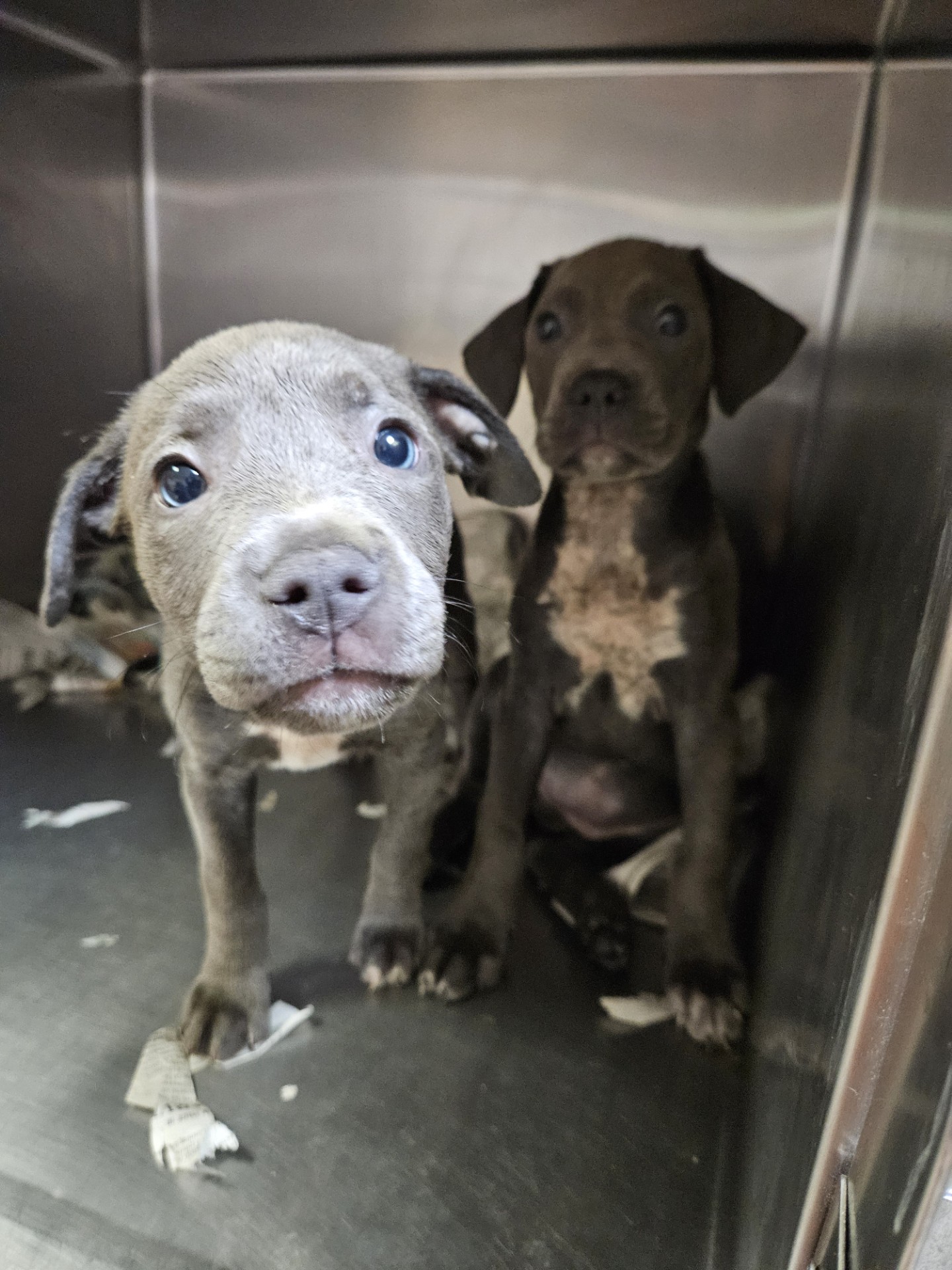 two dogs are looking at the camera