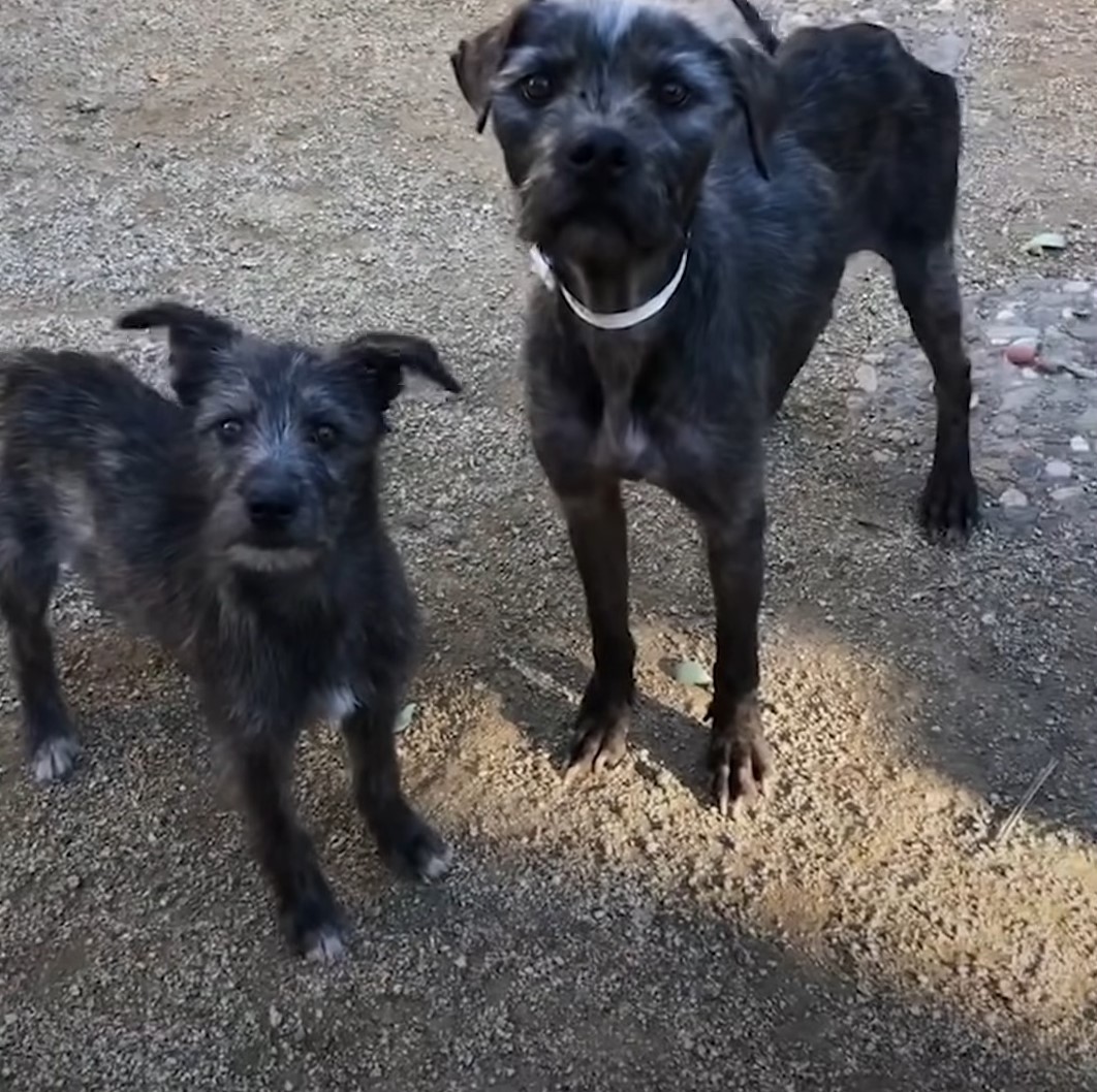 two dogs looking at the camera