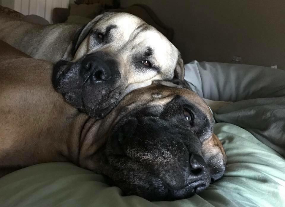 two dogs lying in bed