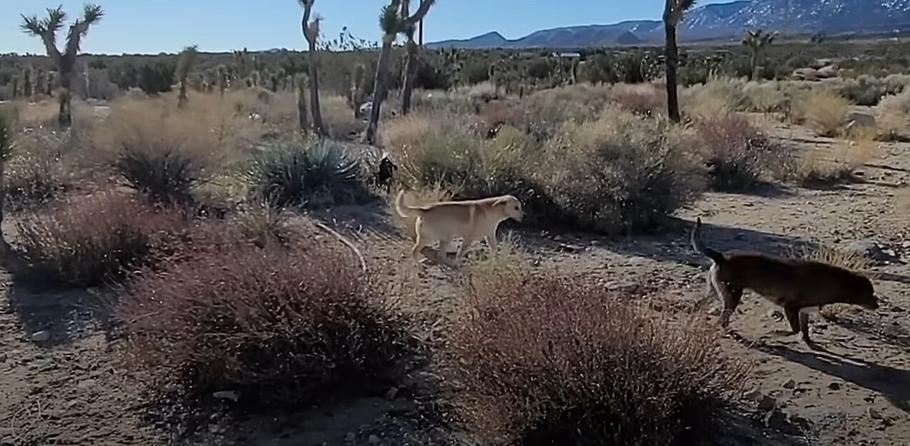 two dogs roaming the desert