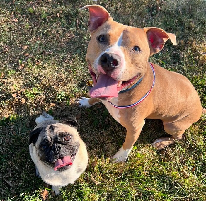 two dogs sitting on grass