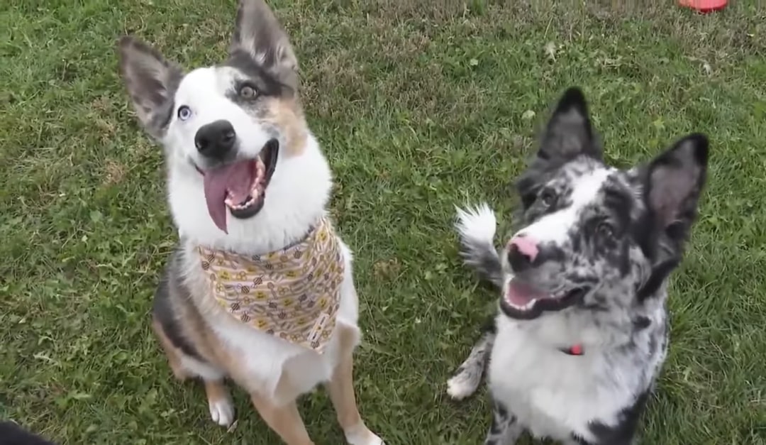 two dogs sitting on the grass