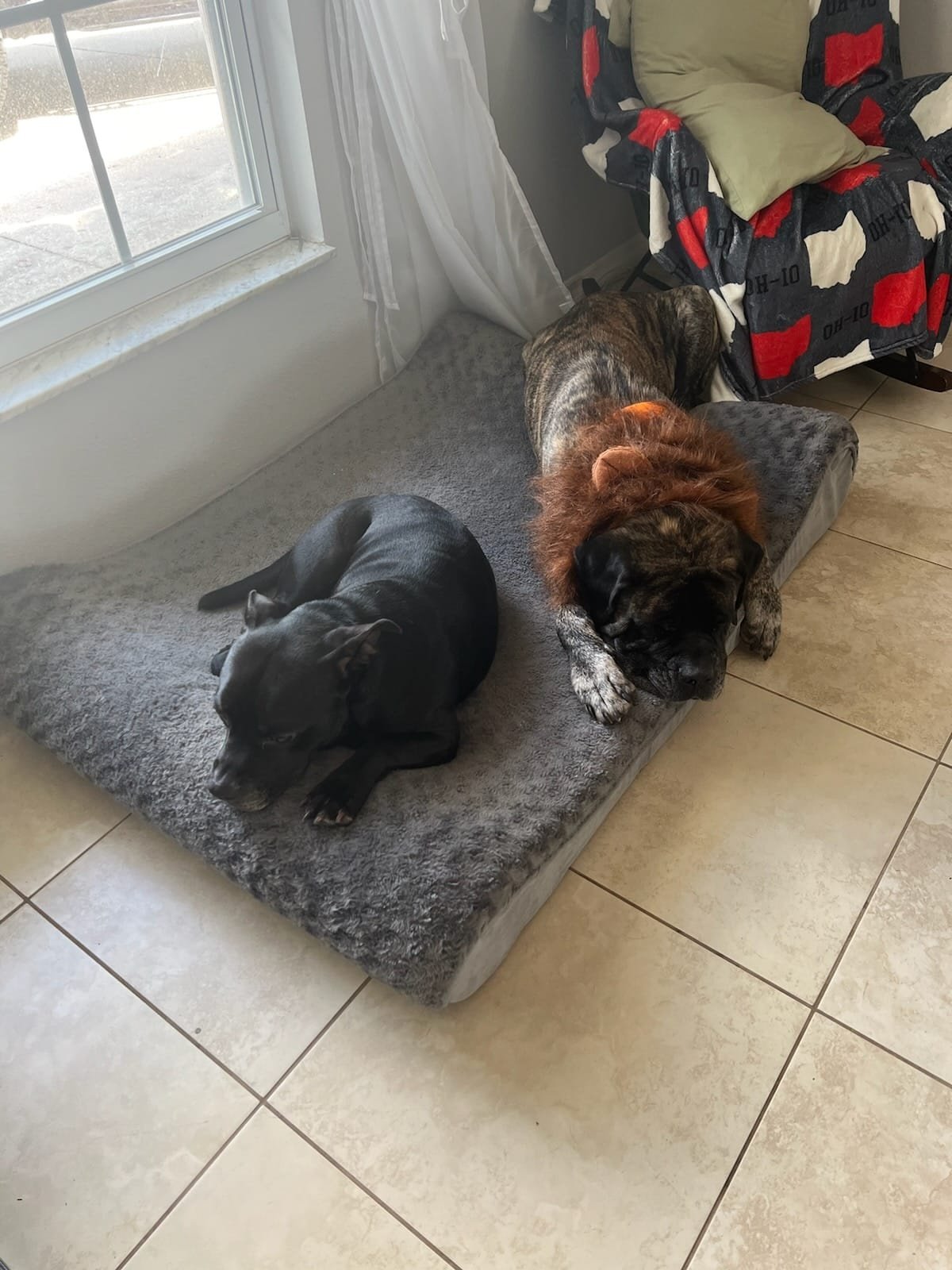 two dogs sleeping in the house