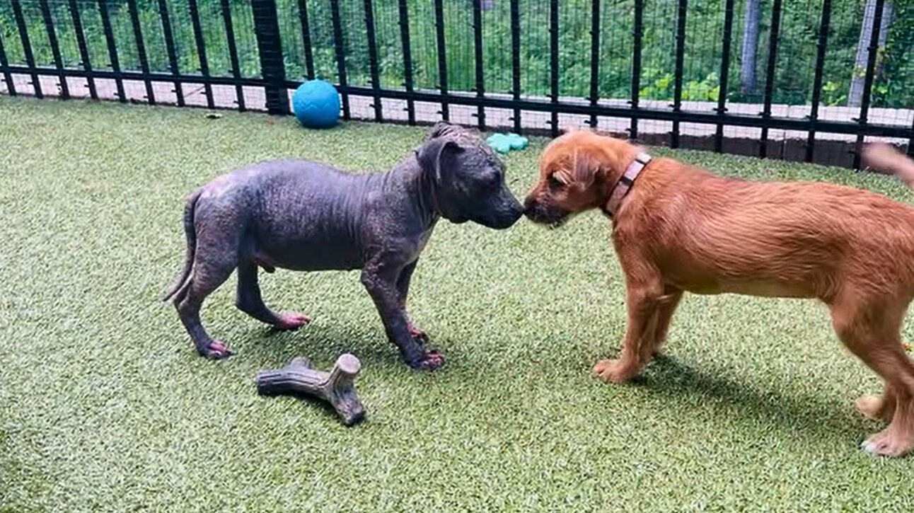 two dogs sniffing each other