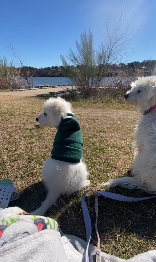 two puppies sitting on the grass and looking around