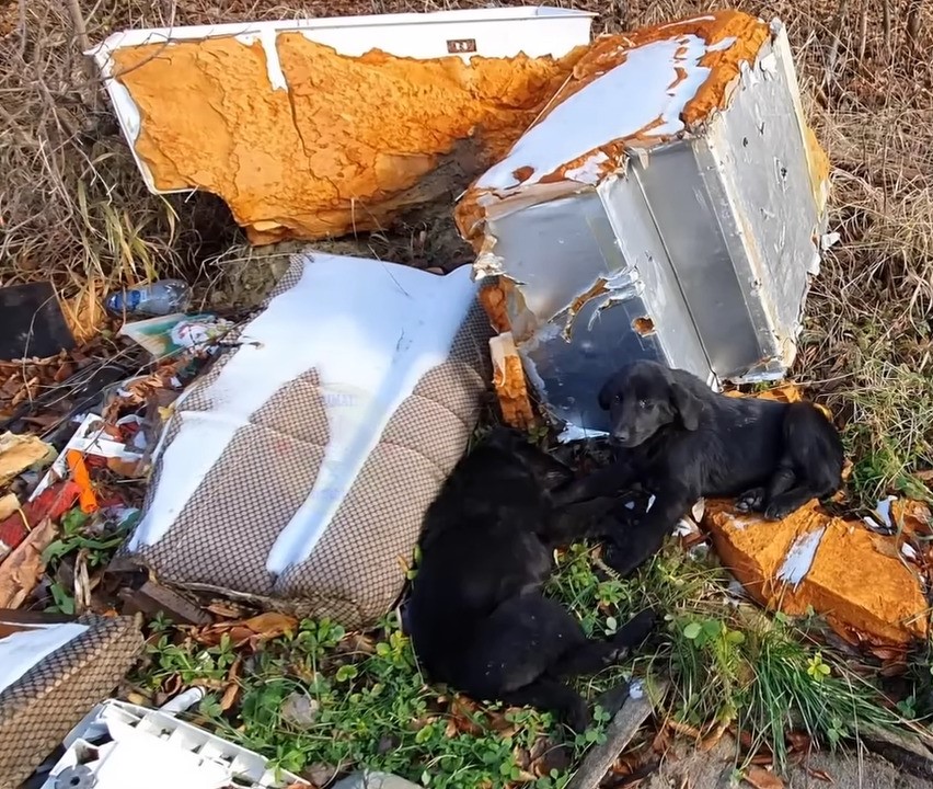 two starving dogs next to the garbage