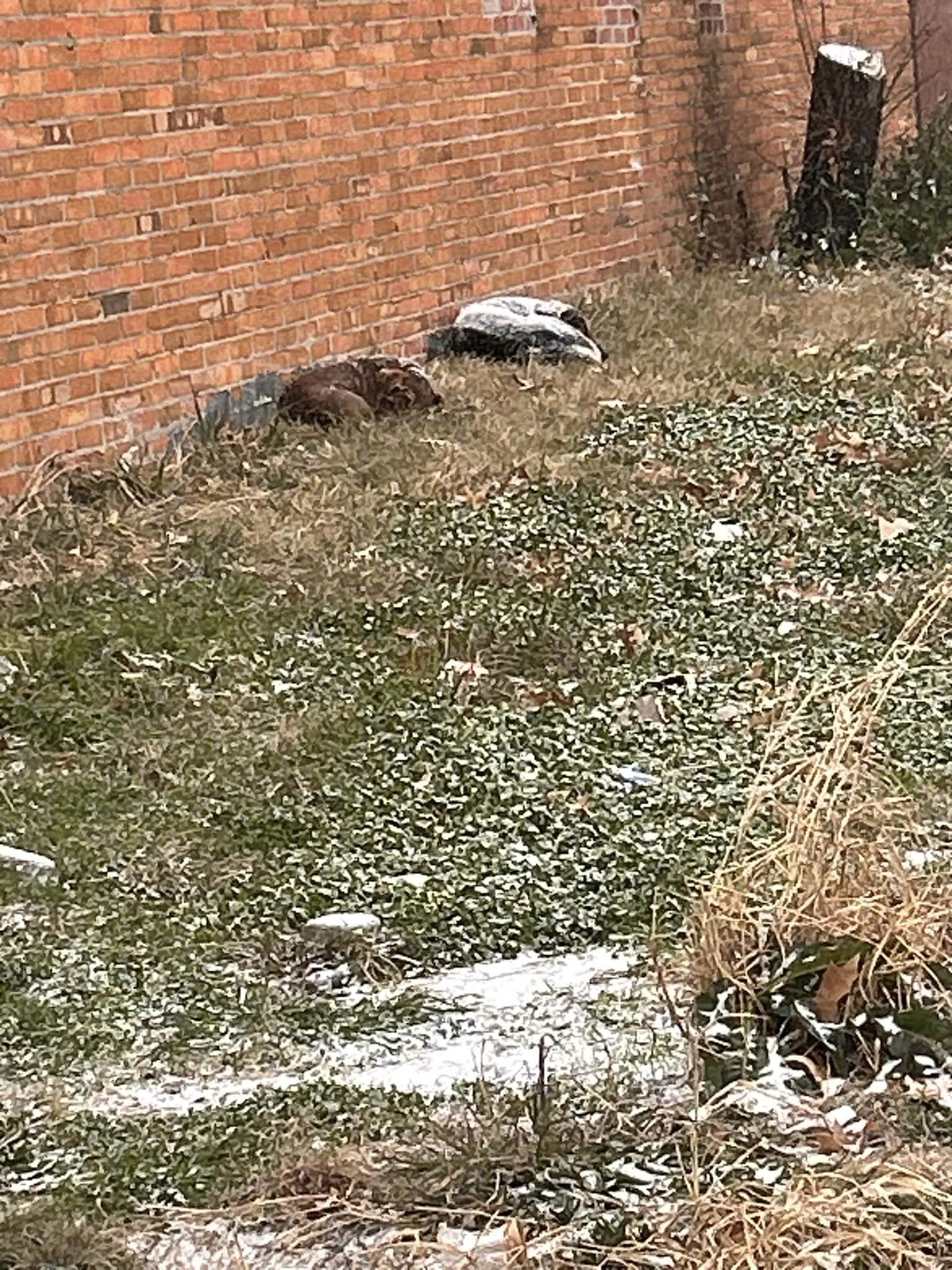 two stray dogs outdoor