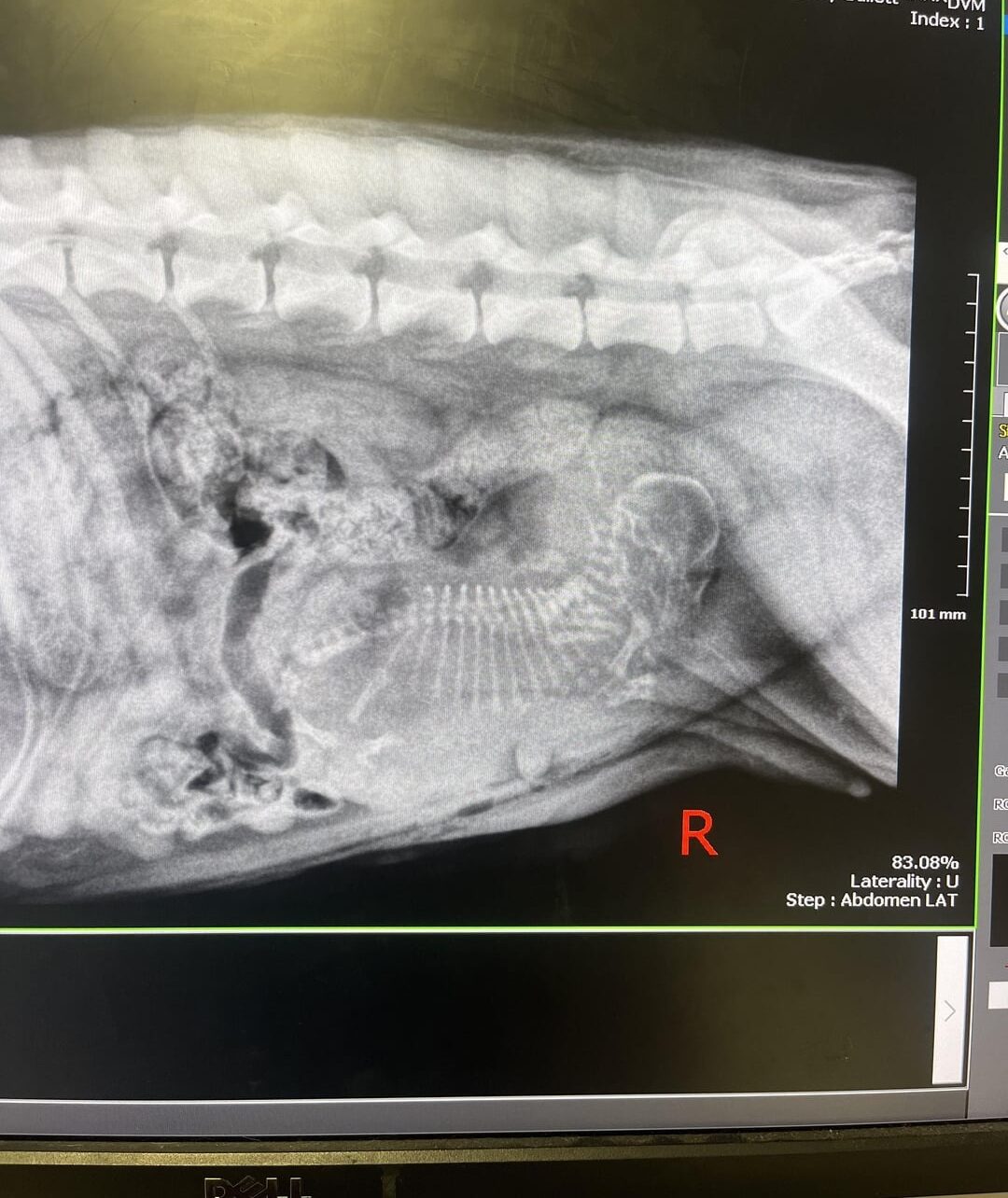 ultrasound of dogs womb