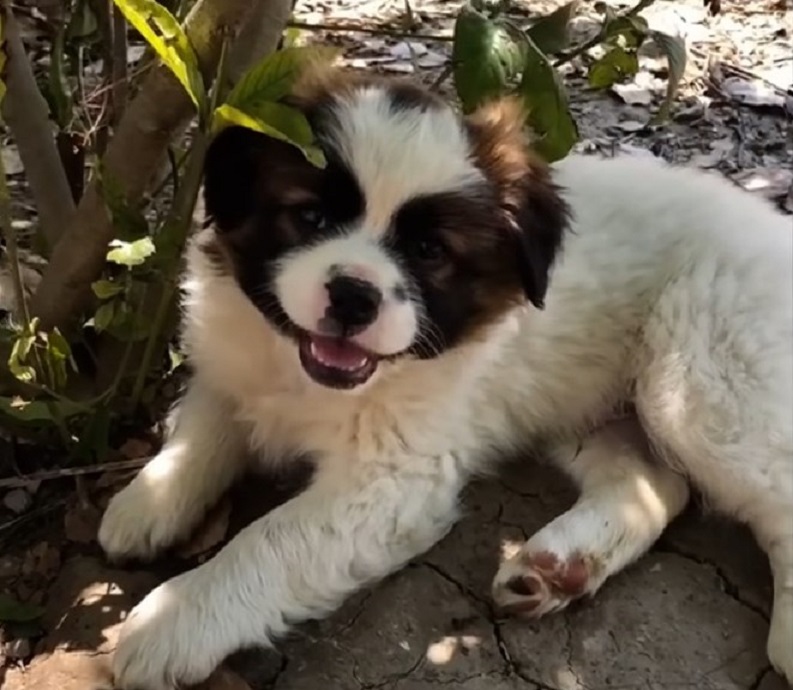 very cute puppy laying down