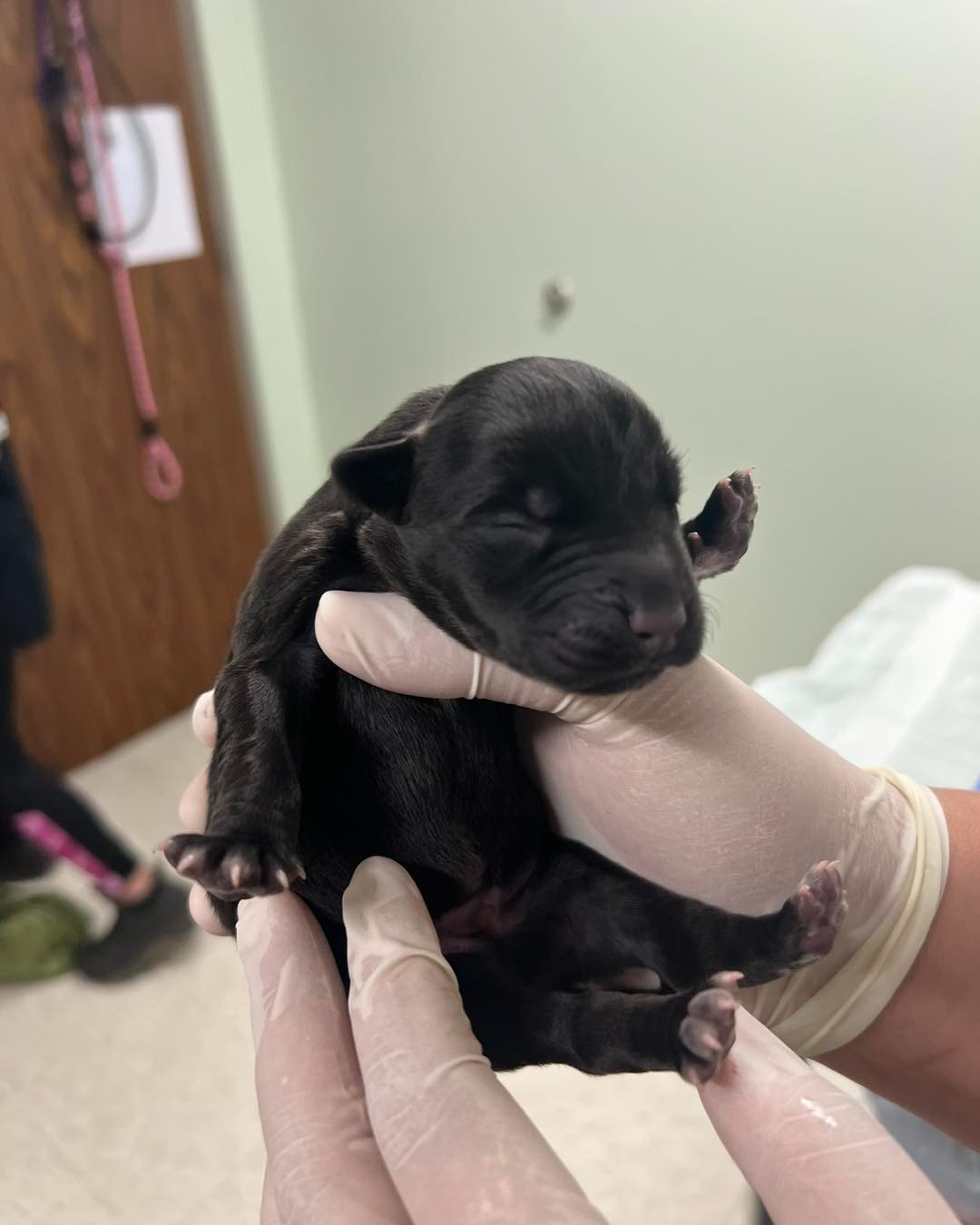 vet holding a black puppy