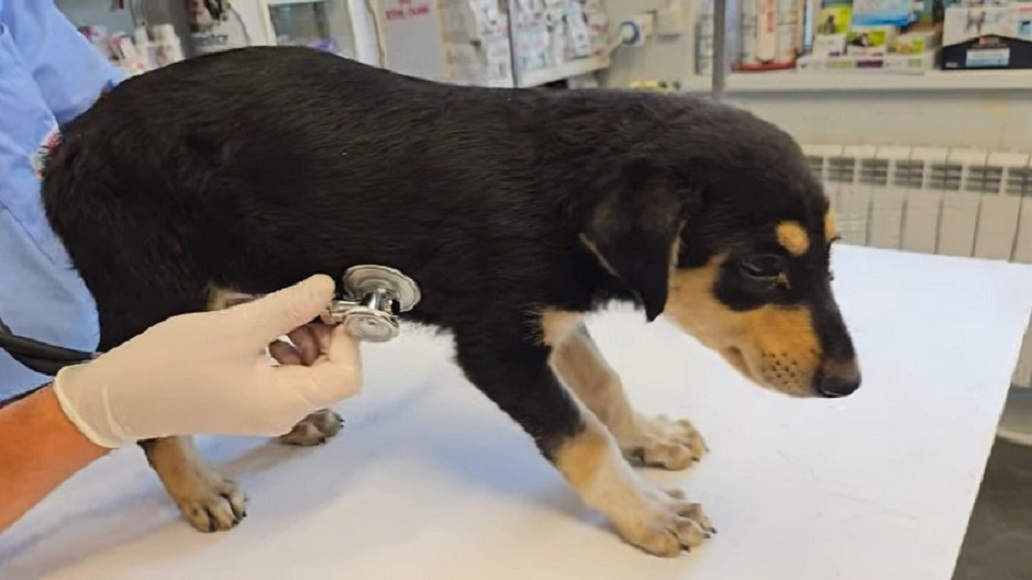 veterinarian checking dog