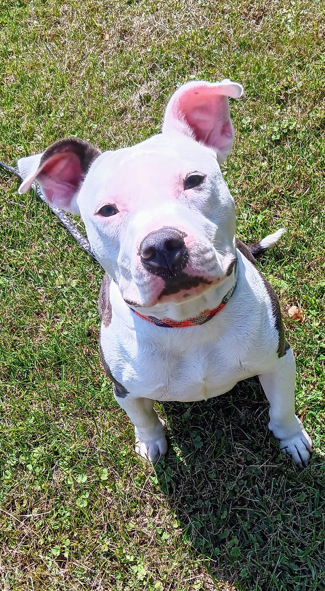 white dog sitting on the grass and looking at the camera