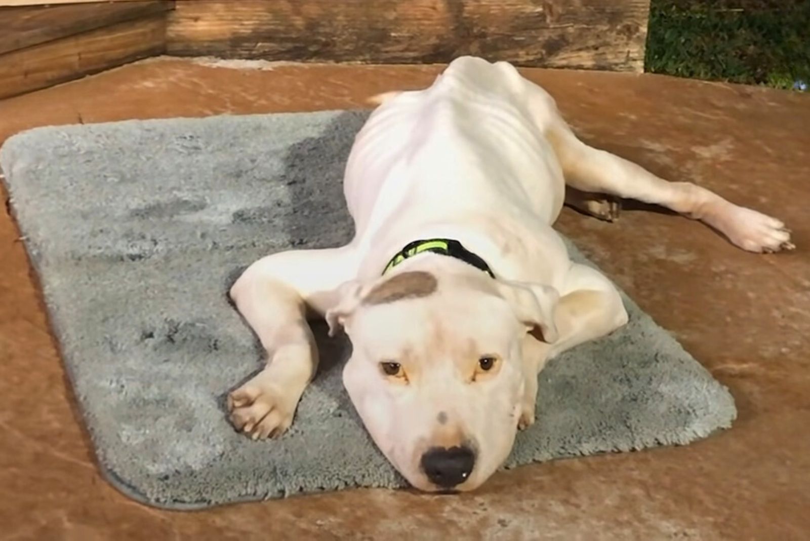 white pittie on the floor