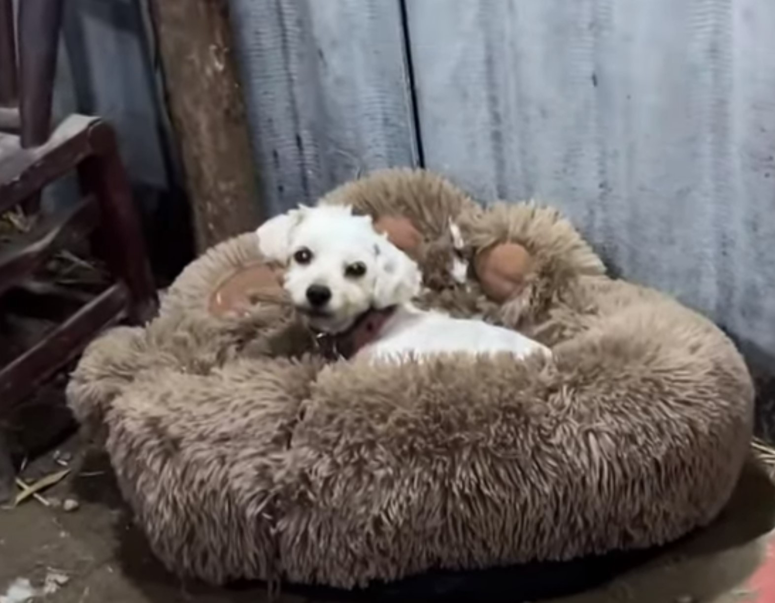 white puppy laying