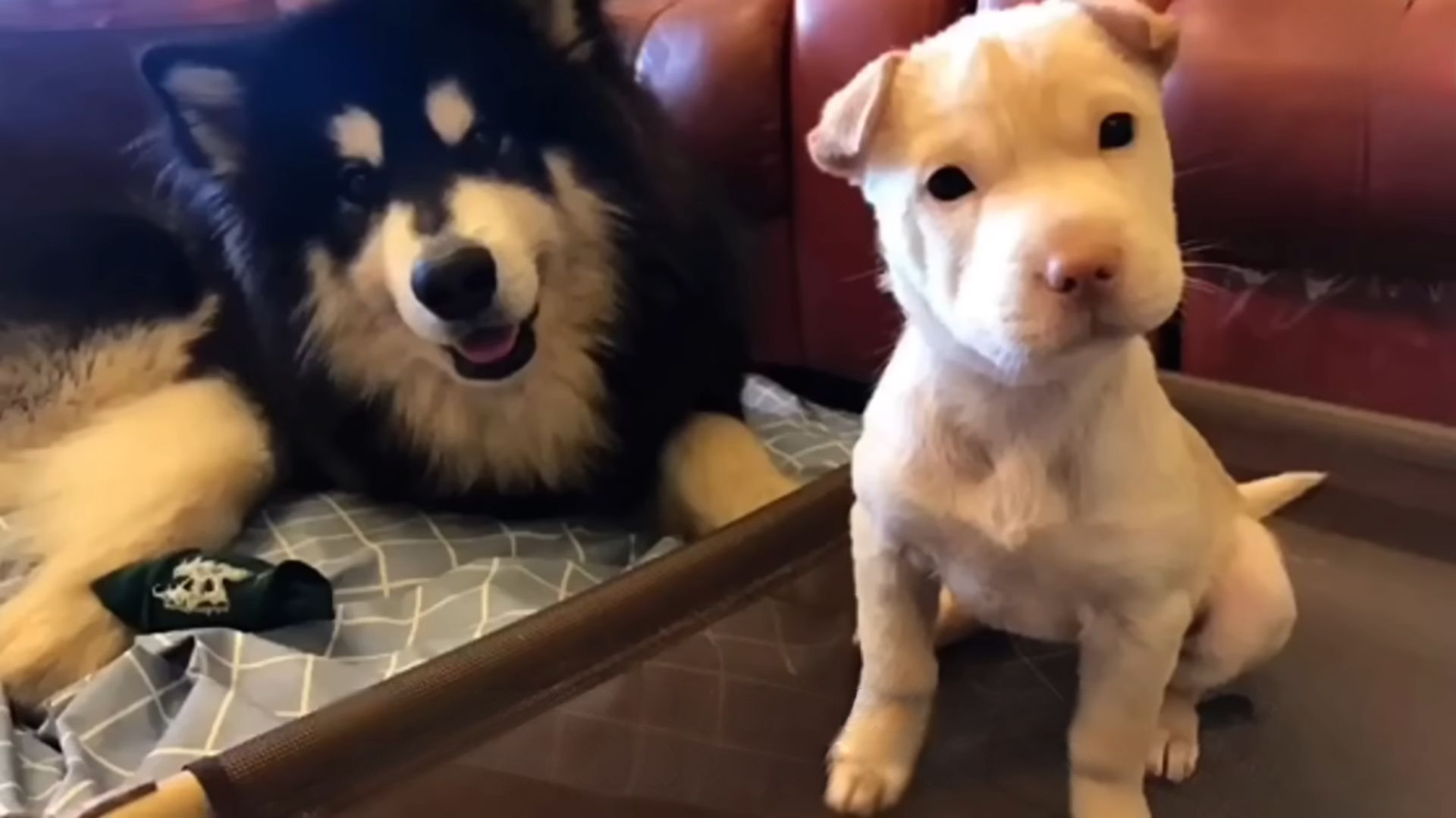 white puppy with dog on the couch