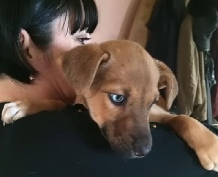 woman and brown puppy