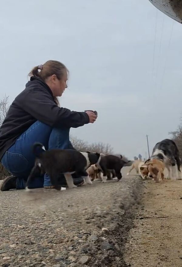 woman and strays