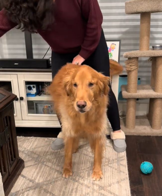 woman and sweet adult dog