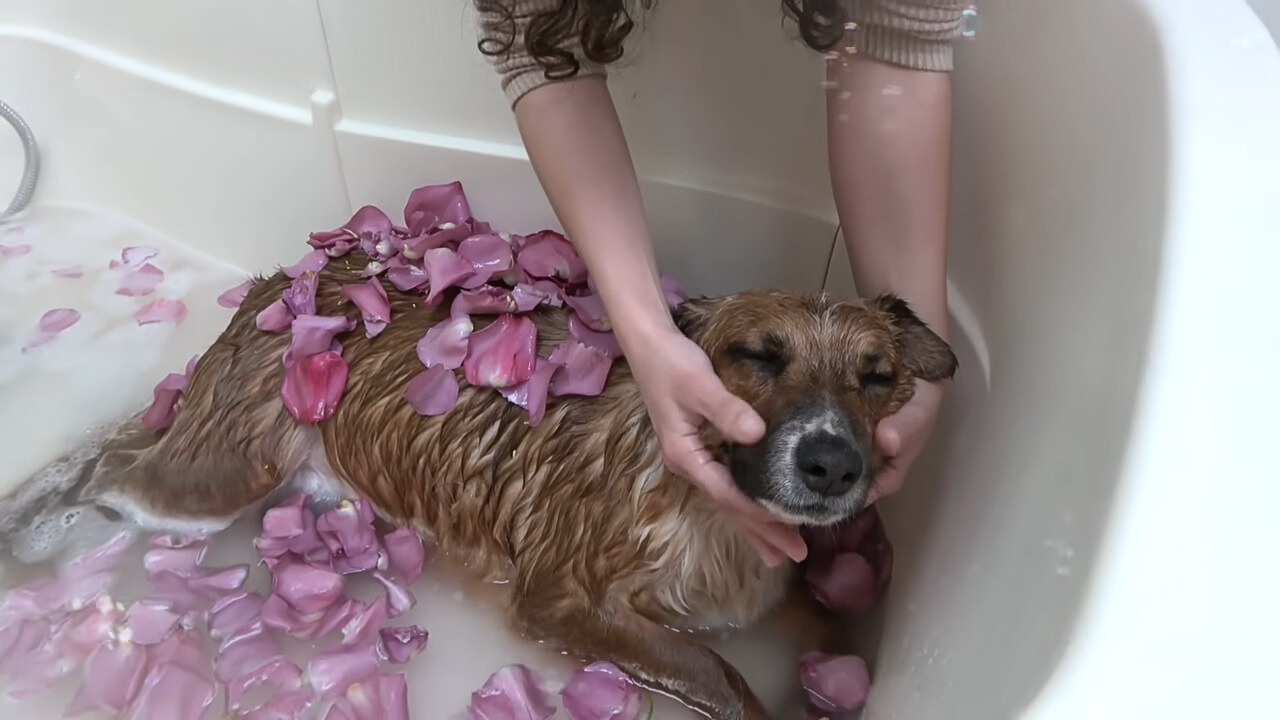 woman bathing a dog