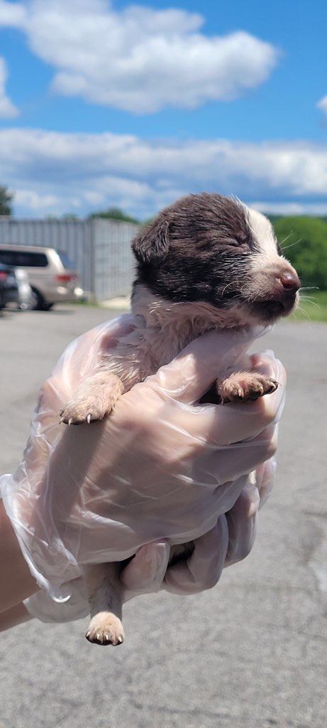 woman holding puppy in hands