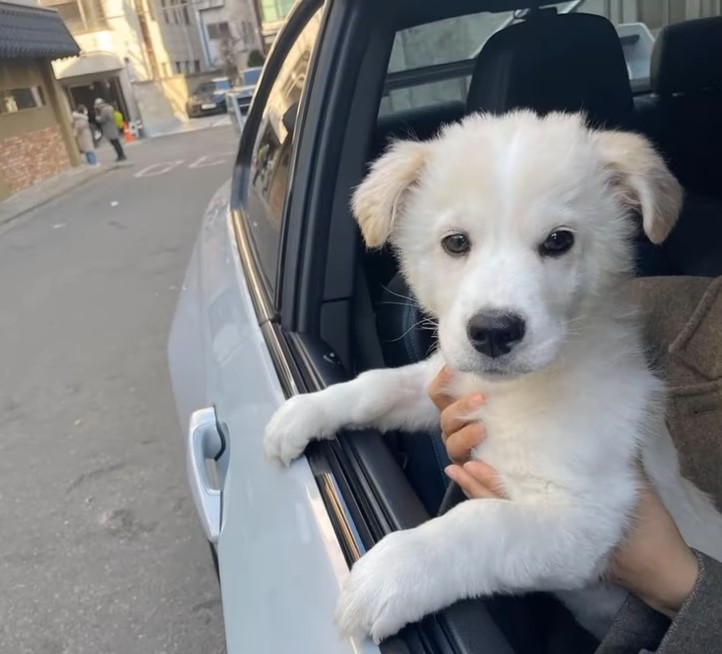 woman holding white puppy