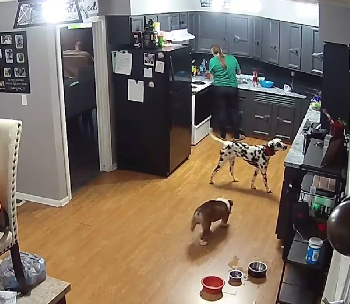 woman in the kitchen with dogs