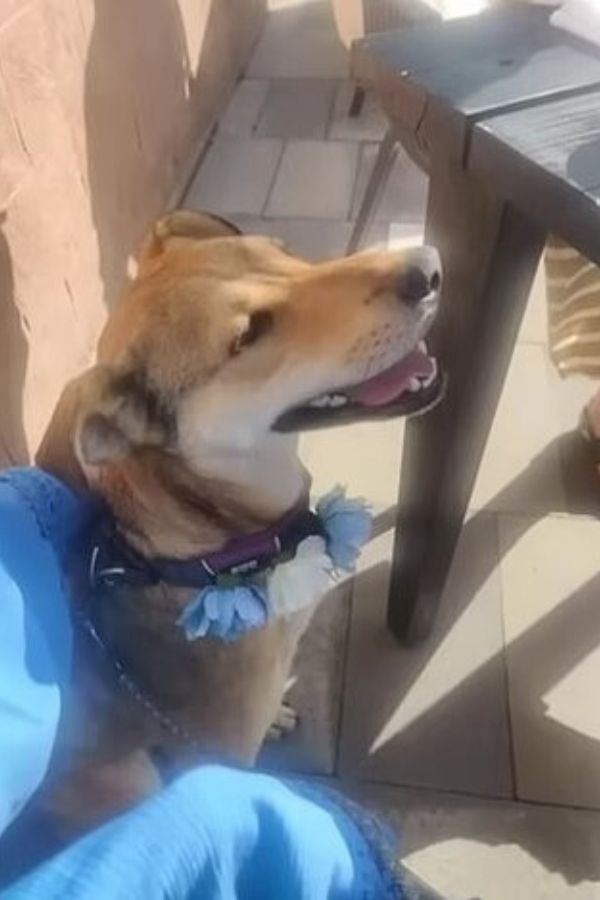 woman petting a happy dog