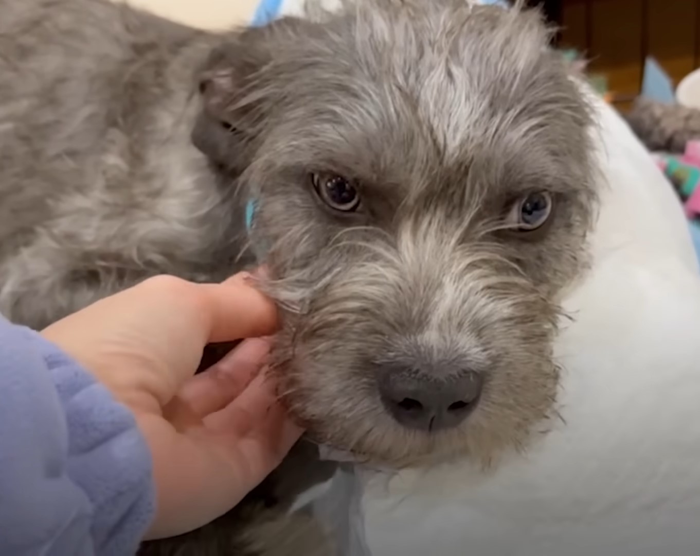 woman petting gray dog