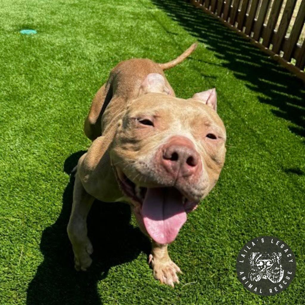 happy dog on grass