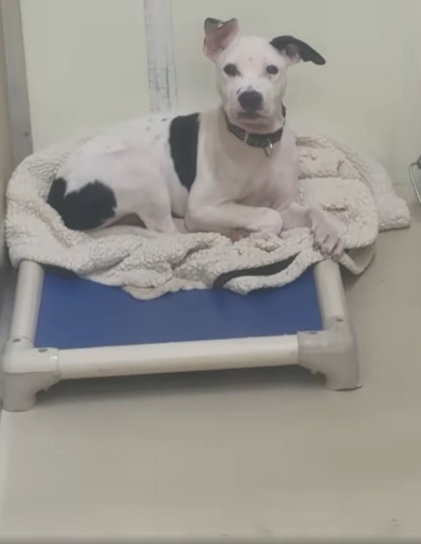 adorable black and white dog