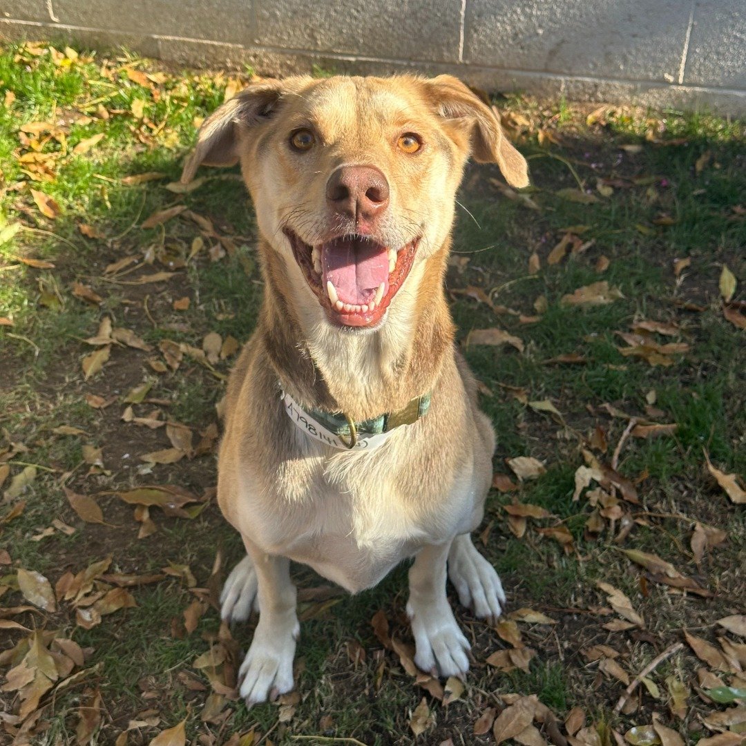 A cheerful brown dog is sitting on the grass