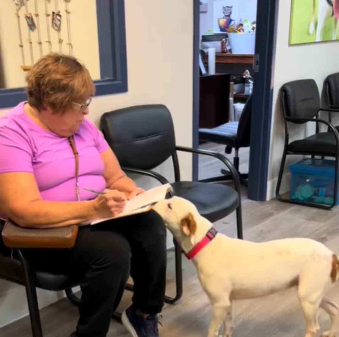 A dog approaches a woman sitting on a chair.