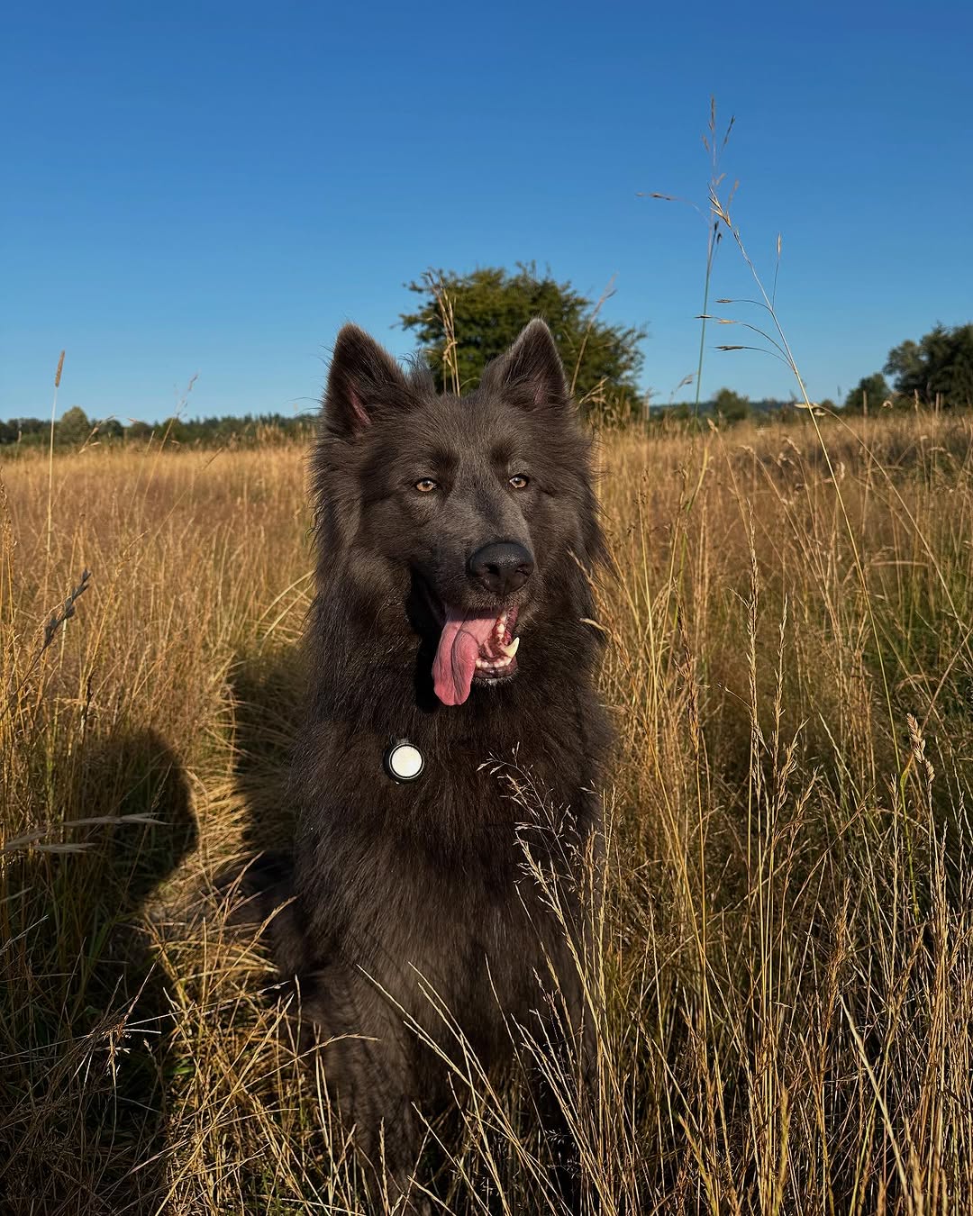 Blue Bay Shepherd posing for a picture