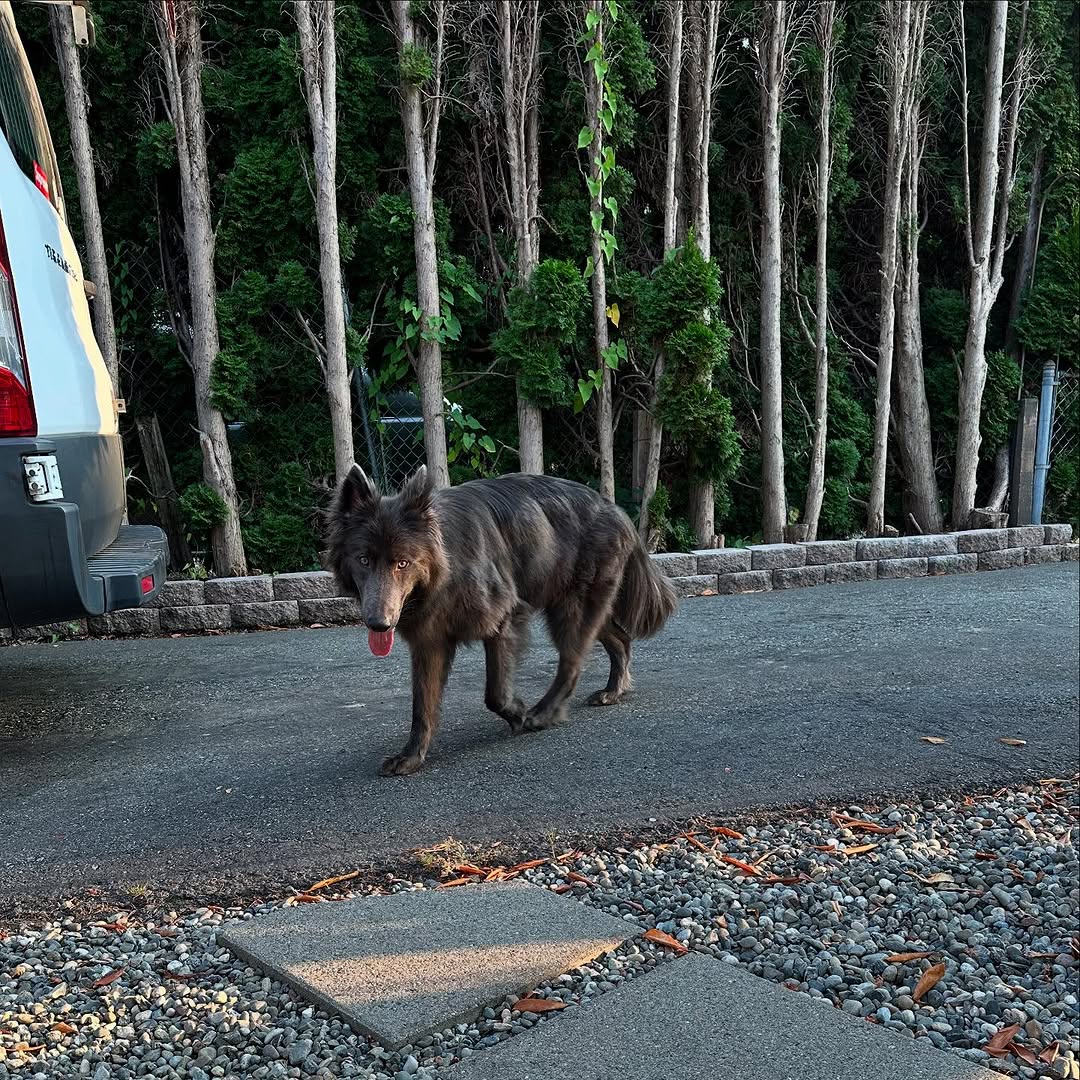 Blue Bay Shepherd