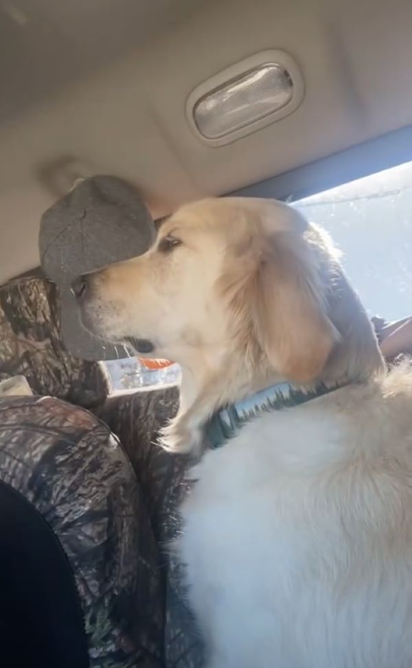 Labrador riding in a car