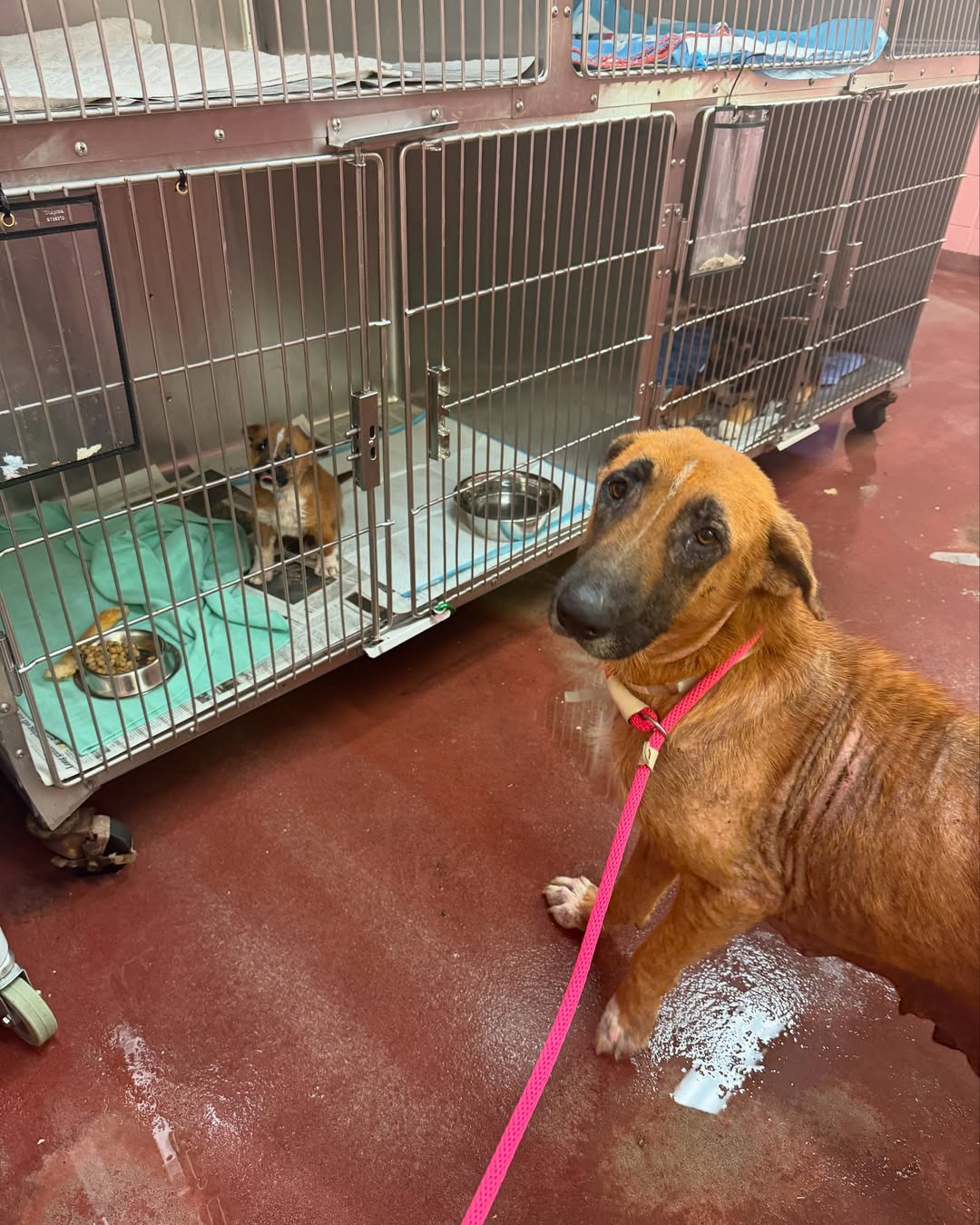 Mother dog and puppy in shelter