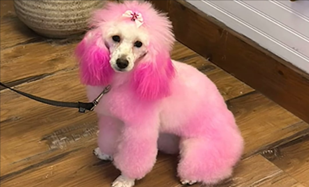 Pink poodle