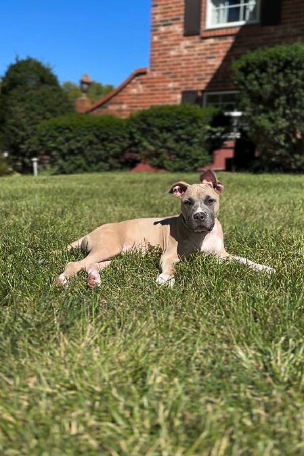 The dog is lying on the grass enjoying the sun