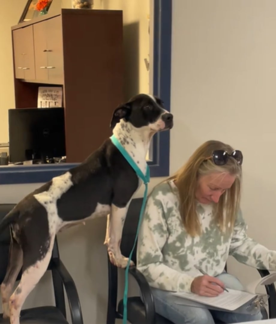 The dog is standing on a stool while the woman sits and writes