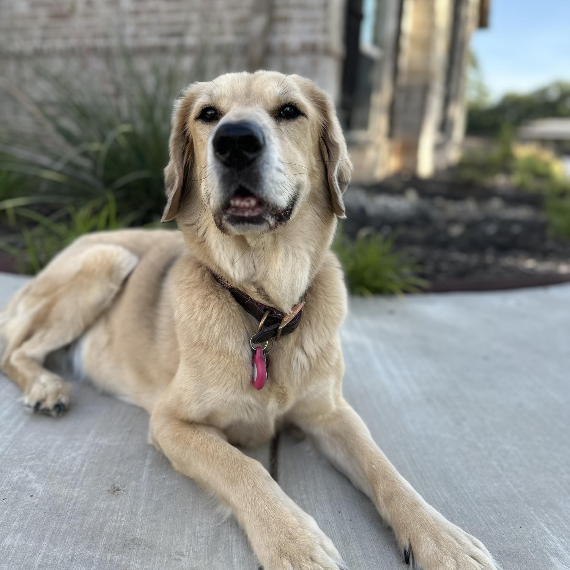 a beautiful dog is lying down and resting