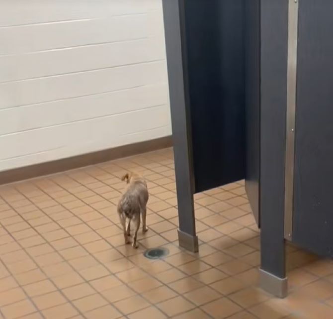 a lost blind dog walks down the hall