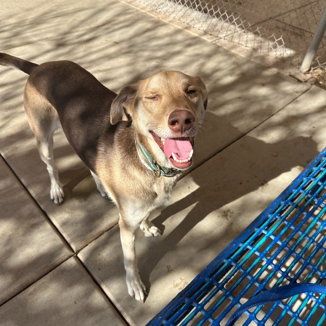 a smiling dog stands on the sidewalk