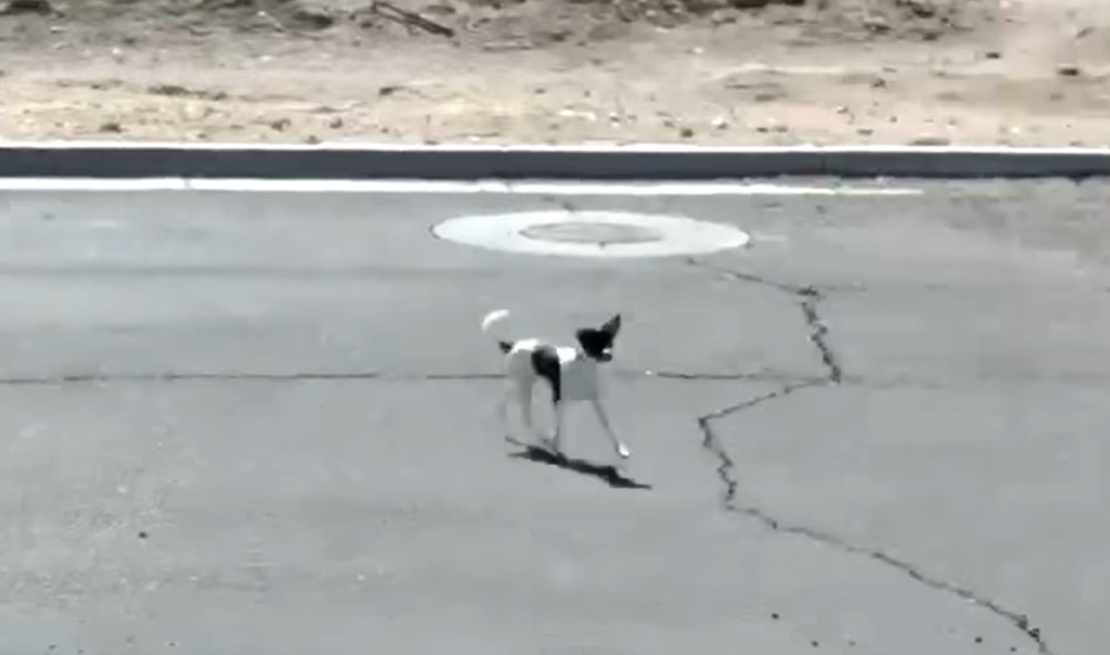 abandoned black and white dog