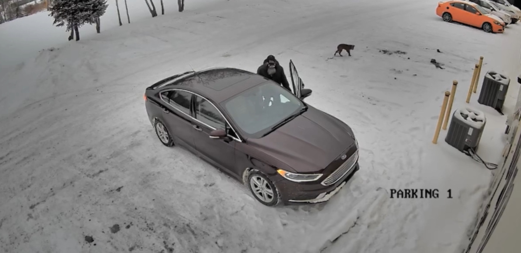 abandoned dog on a snow