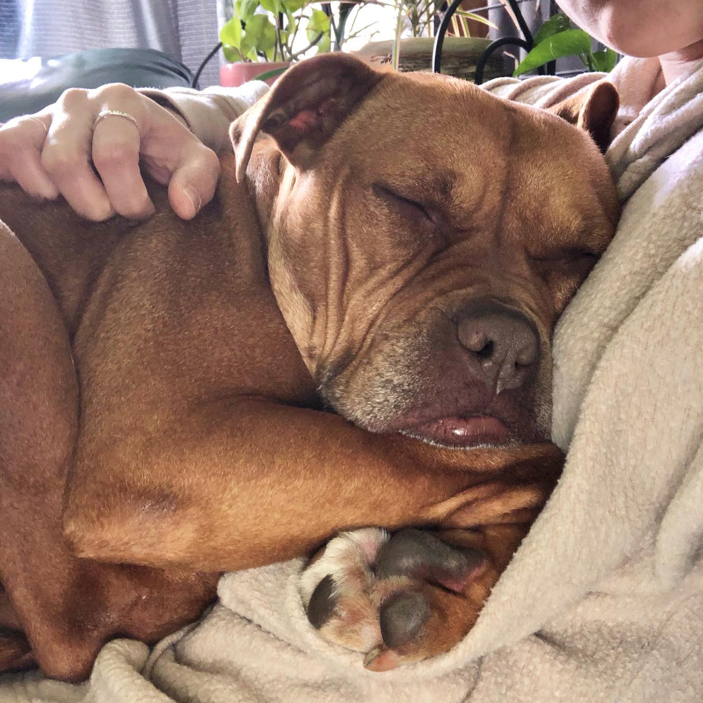 adorable dog sleeping