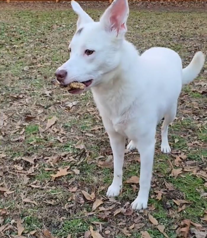 adult white dog