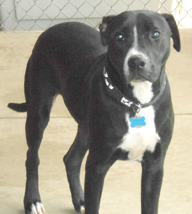 beautiful black and white dog